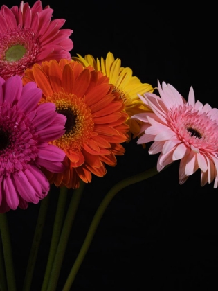 Picture of MULTICOLORED GERBERA FLOWERS