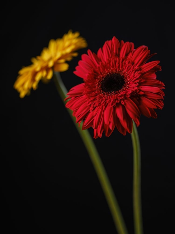 Picture of MULTICOLORED GERBERA FLOWERS