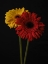 Picture of MULTICOLORED GERBERA FLOWERS