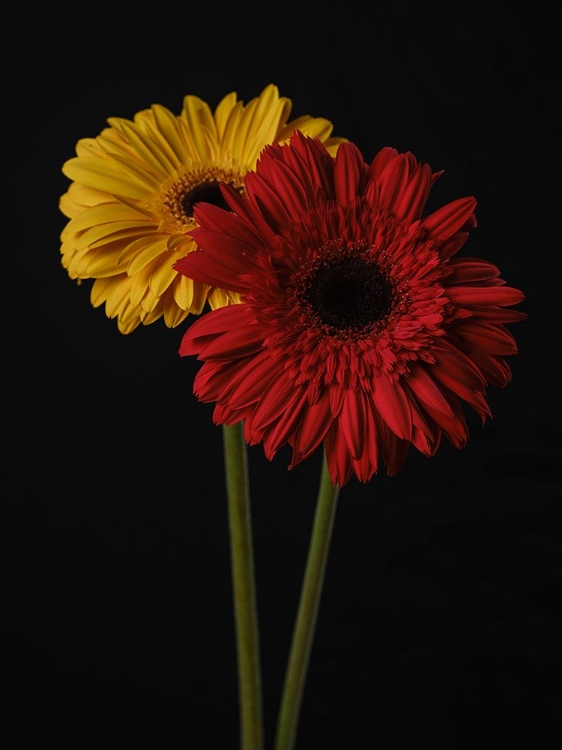 Picture of MULTICOLORED GERBERA FLOWERS