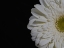 Picture of BEAUTIFUL FLOWER