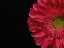 Picture of BEAUTIFUL FLOWER