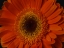 Picture of BEAUTIFUL FLOWER