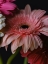 Picture of BEAUTIFUL FLOWERS