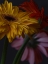 Picture of BEAUTIFUL FLOWERS