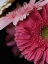 Picture of BEAUTIFUL FLOWERS