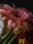 Picture of BEAUTIFUL FLOWERS