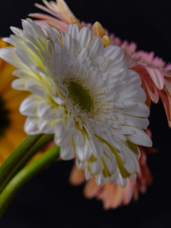 Picture of BEAUTIFUL FLOWERS