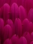 Picture of FLOWER PETALS