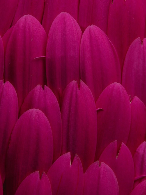 Picture of FLOWER PETALS