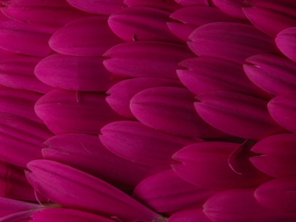 Picture of FLOWER PETALS