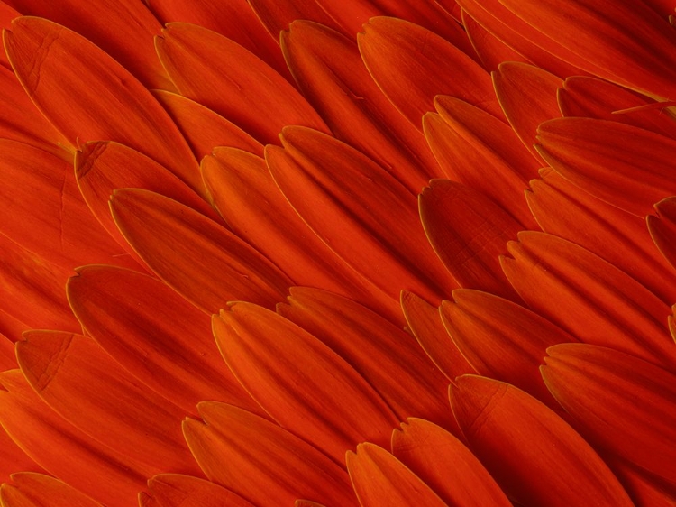 Picture of FLOWER PETALS