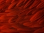 Picture of FLOWER PETALS