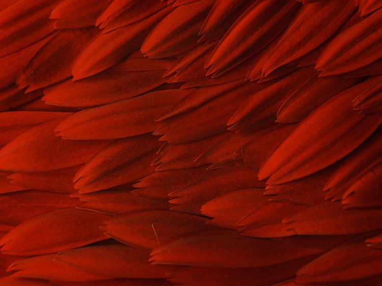 Picture of FLOWER PETALS