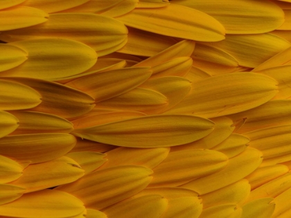 Picture of FLOWER PETALS