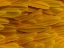 Picture of FLOWER PETALS