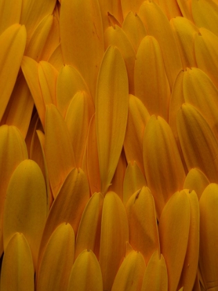 Picture of FLOWER PETALS