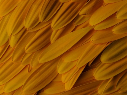 Picture of FLOWER PETALS