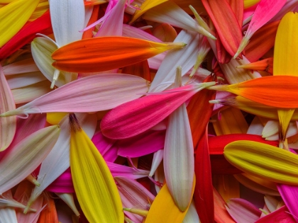 Picture of COLORFUL FLOWER PETALS