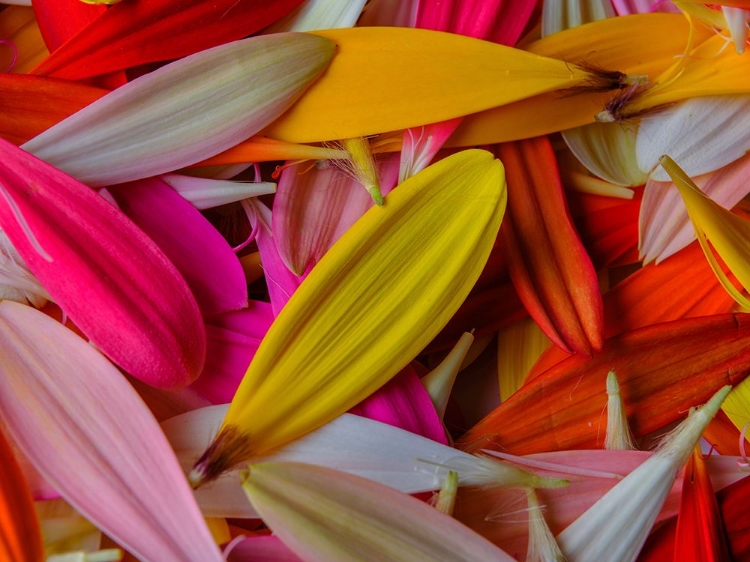 Picture of COLORFUL FLOWER PETALS