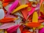 Picture of COLORFUL FLOWER PETALS
