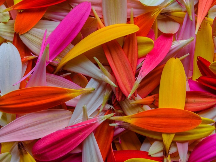 Picture of COLORFUL FLOWER PETALS