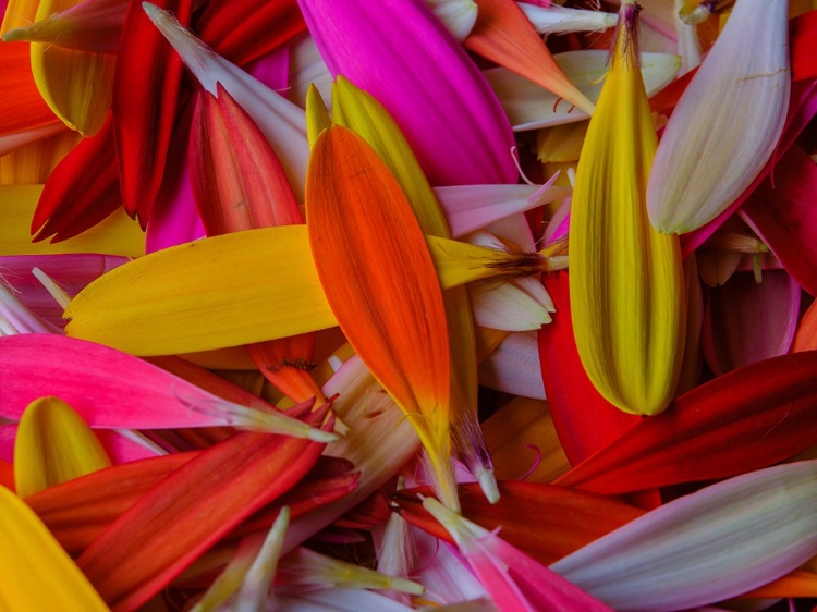 Picture of COLORFUL FLOWER PETALS