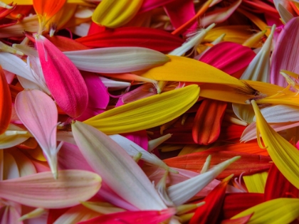 Picture of COLORFUL FLOWER PETALS