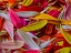 Picture of COLORFUL FLOWER PETALS
