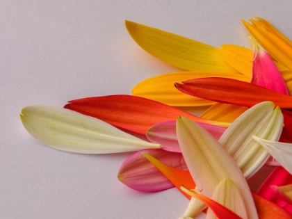 Picture of COLORFUL FLOWER PETALS