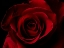 Picture of MACRO SHOT OF A BEAUTIFUL RED ROSE