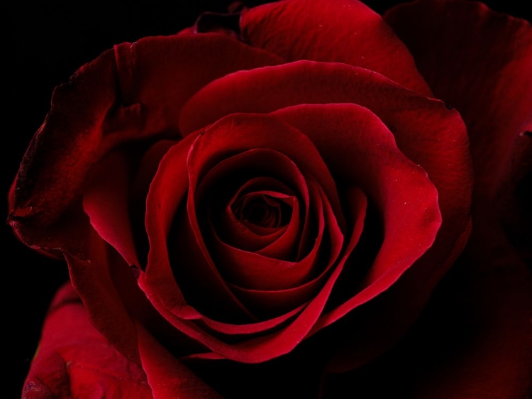 Picture of MACRO SHOT OF A BEAUTIFUL RED ROSE