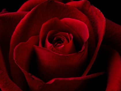 Picture of MACRO SHOT OF A BEAUTIFUL RED ROSE