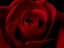 Picture of MACRO SHOT OF A BEAUTIFUL RED ROSE