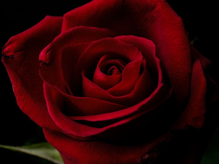 Picture of MACRO SHOT OF A BEAUTIFUL RED ROSE
