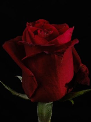 Picture of A BEAUTIFUL RED ROSE