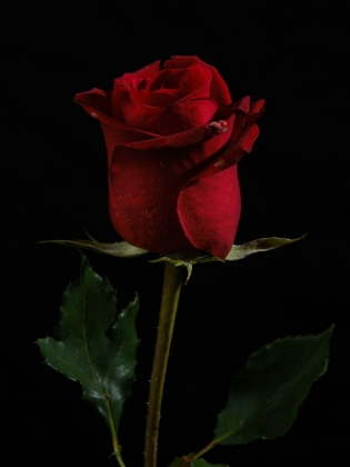 Picture of A BEAUTIFUL RED ROSE