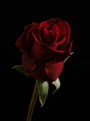 Picture of A BEAUTIFUL RED ROSE