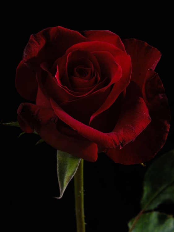 Picture of A BEAUTIFUL RED ROSE