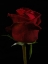Picture of A BEAUTIFUL RED ROSE
