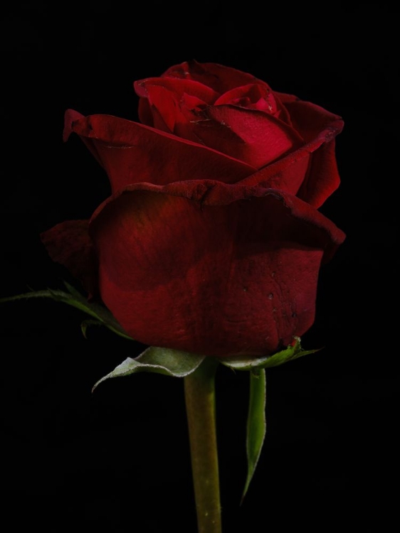 Picture of A BEAUTIFUL RED ROSE