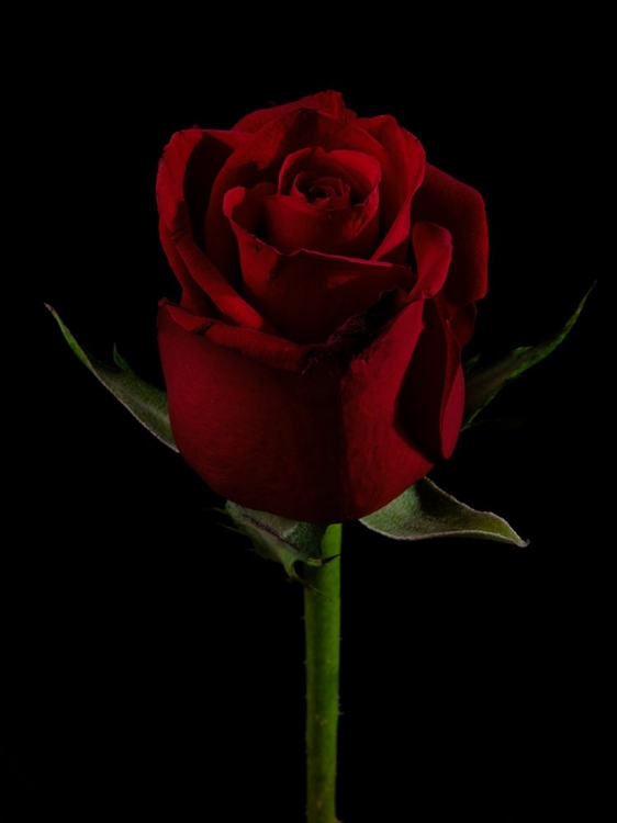 Picture of A BEAUTIFUL RED ROSE