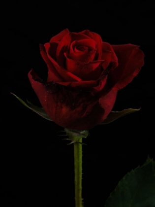 Picture of A BEAUTIFUL RED ROSE