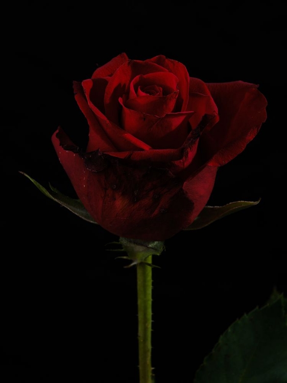 Picture of A BEAUTIFUL RED ROSE