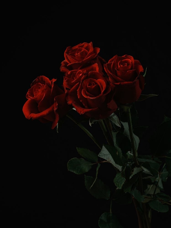 Picture of RED ROSES ISOLATED ON BLACK BACKGROUND