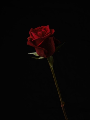 Picture of RED ROSE ISOLATED ON BLACK BACKGROUND