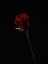 Picture of RED ROSE ISOLATED ON BLACK BACKGROUND
