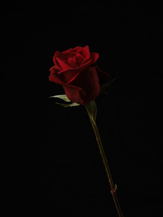 Picture of RED ROSE ISOLATED ON BLACK BACKGROUND