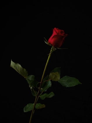 Picture of RED ROSE ISOLATED ON BLACK BACKGROUND