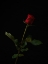 Picture of RED ROSE ISOLATED ON BLACK BACKGROUND